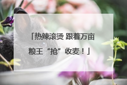 热辣滚烫 跟着万亩粮王“抢”收麦！