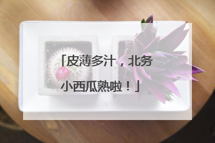 皮薄多汁，北务小西瓜熟啦！