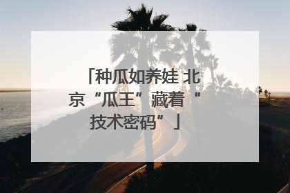 种瓜如养娃 北京“瓜王”藏着“技术密码”