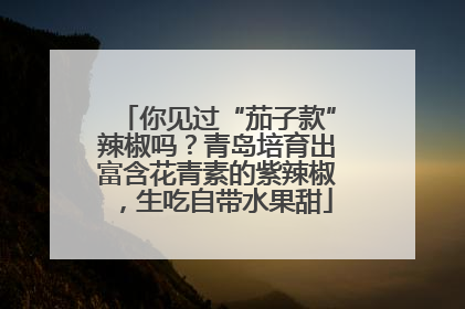 你见过“茄子款”辣椒吗？青岛培育出富含花青素的紫辣椒，生吃自带水果甜