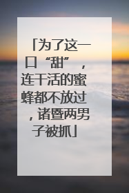 为了这一口“甜”，连干活的蜜蜂都不放过，诸暨两男子被抓