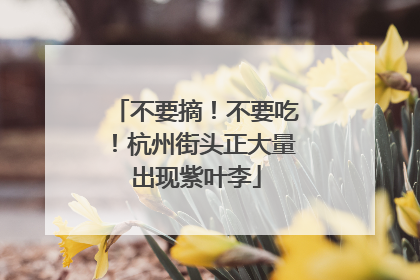 不要摘！不要吃！杭州街头正大量出现紫叶李