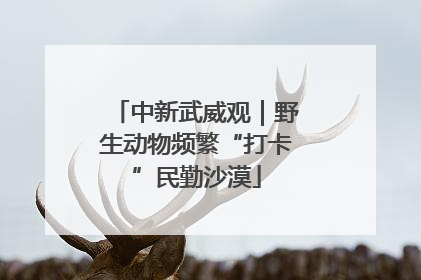 中新武威观｜野生动物频繁“打卡”民勤沙漠