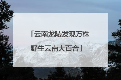 云南龙陵发现万株野生云南大百合