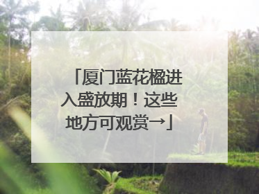 厦门蓝花楹进入盛放期！这些地方可观赏→