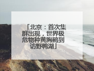 北京：首次集群出现，世界极危物种黄胸鹀到访野鸭湖