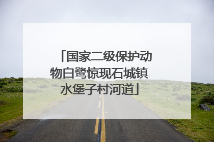 国家二级保护动物白鹭惊现石城镇水堡子村河道