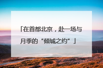 在首都北京，赴一场与月季的“倾城之约”