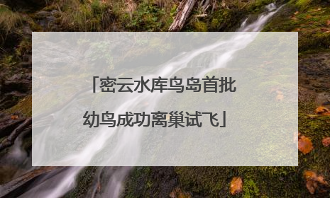 密云水库鸟岛首批幼鸟成功离巢试飞