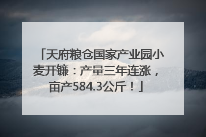 天府粮仓国家产业园小麦开镰：产量三年连涨，亩产584.3公斤！