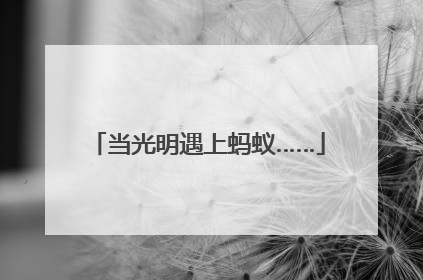 当光明遇上蚂蚁……