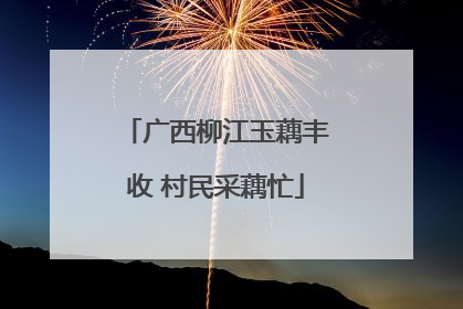 广西柳江玉藕丰收 村民采藕忙