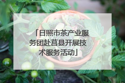 日照市茶产业服务团赴莒县开展技术服务活动