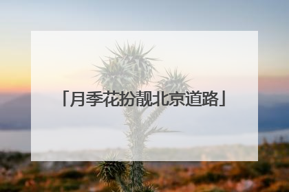 月季花扮靓北京道路