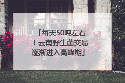 每天50吨左右！云南野生菌交易逐渐进入高峰期