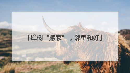 樟树“搬家”，邻里和好