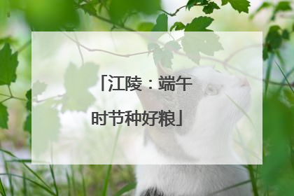 江陵：端午时节种好粮