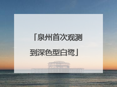 泉州首次观测到深色型白鹭