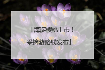 海淀樱桃上市！采摘游路线发布