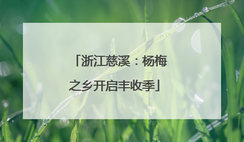浙江慈溪：杨梅之乡开启丰收季