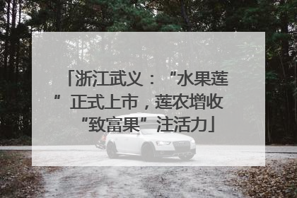 浙江武义：“水果莲”正式上市，莲农增收“致富果”注活力