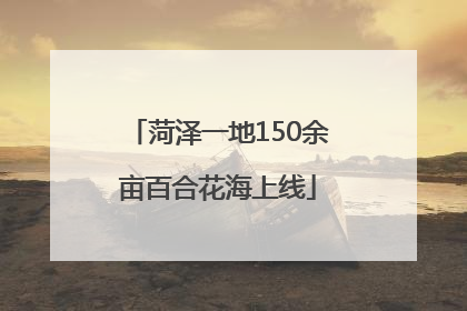 菏泽一地150余亩百合花海上线
