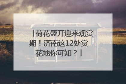 荷花盛开迎来观赏期！济南这12处赏花地你可知？