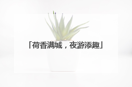 荷香满城，夜游添趣
