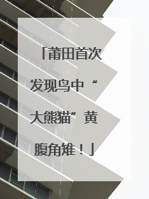 莆田首次发现鸟中“大熊猫”黄腹角雉！