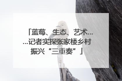 蓝莓、生态、艺术……记者实探张家楼乡村振兴“三重奏”