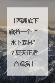西湖底下藏着一个“水下森林”？夏天正适合观赏