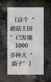 这个“蘑菇王国”已发现1000多种大“菌子”