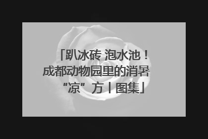 趴冰砖 泡水池！成都动物园里的消暑“凉”方丨图集