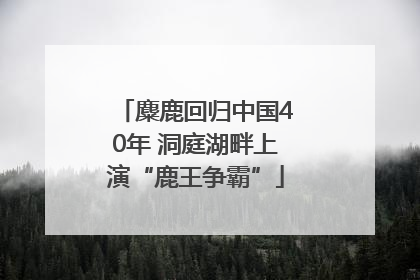 麋鹿回归中国40年 洞庭湖畔上演“鹿王争霸”