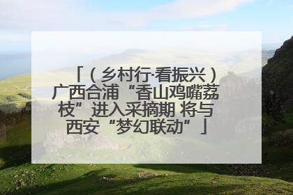 （乡村行·看振兴）广西合浦“香山鸡嘴荔枝”进入采摘期 将与西安“梦幻联动”