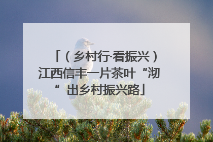 （乡村行·看振兴）江西信丰一片茶叶“沏”出乡村振兴路
